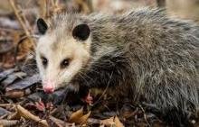 possum